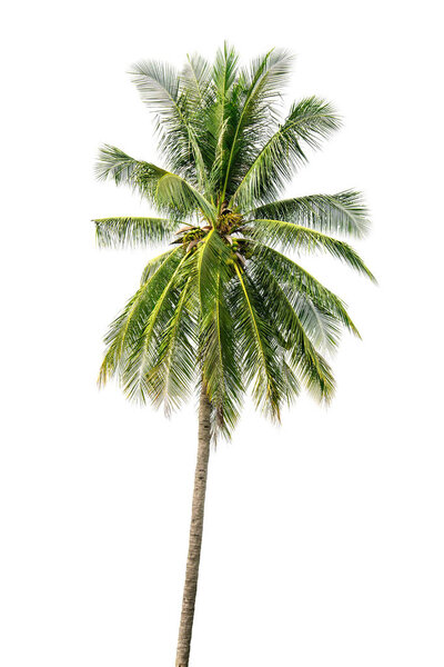 one coconut palm tree isolated on white background.