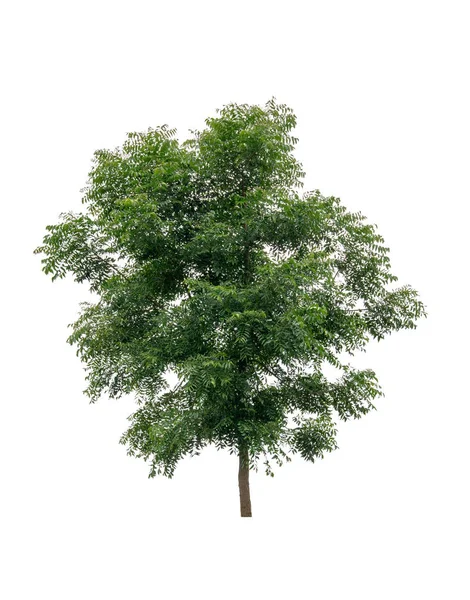 Nim eller neem tree isolerad på vit bakgrund. — Stockfoto