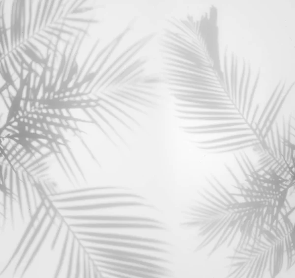 하얀 벽에 있는 야자나무 잎 그림자의 추상적 인 배경 — 스톡 사진