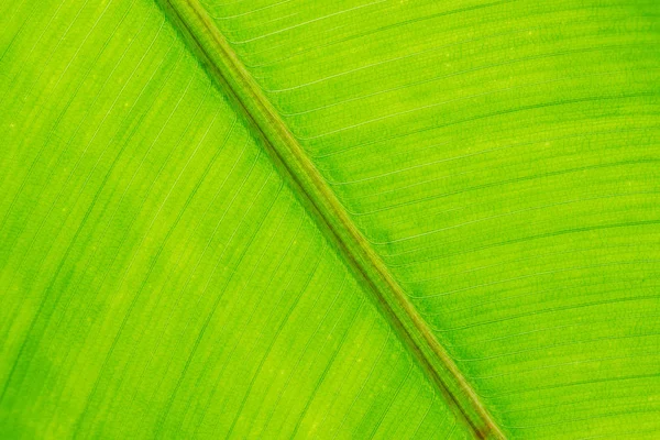 yeşil muz yaprağı dokusu arkaplanı