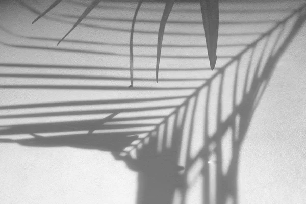 Fundo abstrato de sombras folha de palma em uma parede branca. — Fotografia de Stock