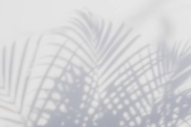 Beyaz bir duvardaki gölge palmiye yaprağının soyut arkaplanı