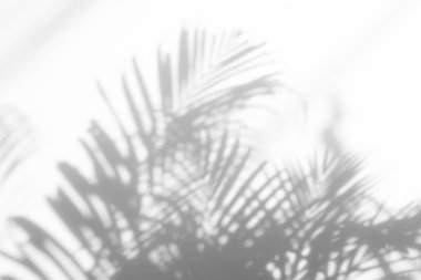 Beyaz bir duvardaki gölge palmiye yaprağının soyut arkaplanı