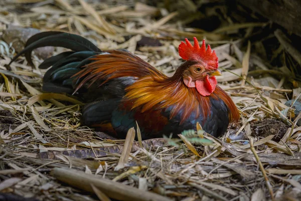 Galinha bantam no chão na fazenda — Fotografia de Stock