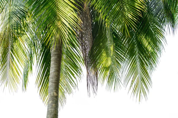 Yeşil Hindistan cevizi hurma yaprağı ve gövdede beyaz gökyüzü arka plan arka plan