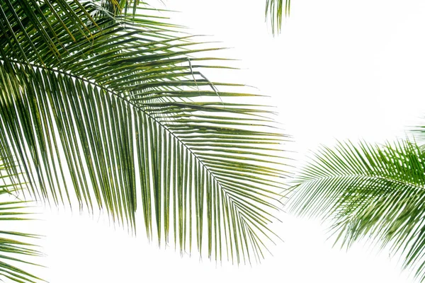 arka plan beyaz gökyüzü arka plan üzerinde yeşil Hindistan cevizi hurma yaprağı