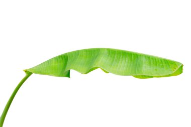 Beyaz arkaplanda muz yaprağı izole