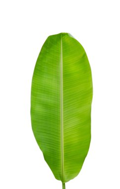 Beyaz arkaplanda muz yaprağı izole