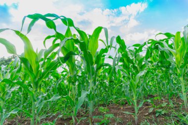 Tarım bahçesindeki yeşil mısır tarlası