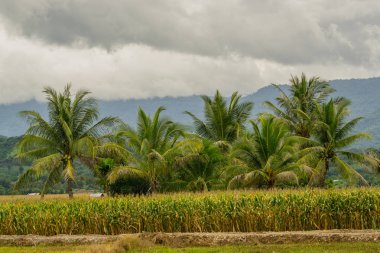 Dağ ve mavi gökyüzü bulutlu yanında Mısır alanının merkezi olarak yeşil Hindistan cevizi grubudur