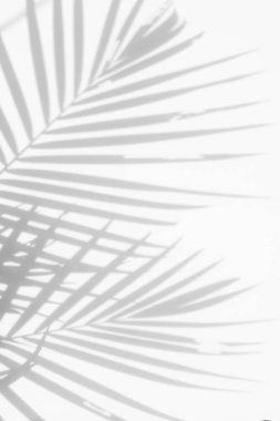 Beyaz duvardaki gölge palmiye yapraklarının soyut arkaplanı. 