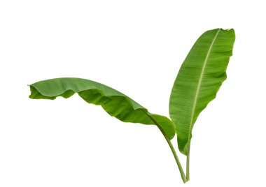 Beyaz arkaplanda muz yaprağı izole, 