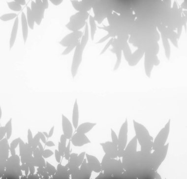 Beyaz bir duvardaki gölge yaprağının soyut arkaplanı. 