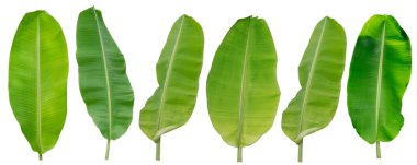 Beyaz arkaplanda muz yaprağı izole