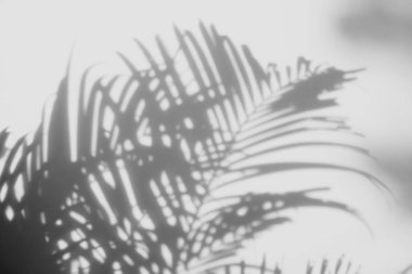 Beyaz duvardaki gölge palmiye yapraklarının soyut arkaplanı. 