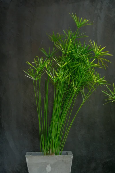 Gröna dekorativa växter planteras i grå krukor med grå cement vägg bakgrund. — Stockfoto