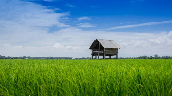Terres agricoles et cabane de personnes dans la campagne Thaïlande — Photo