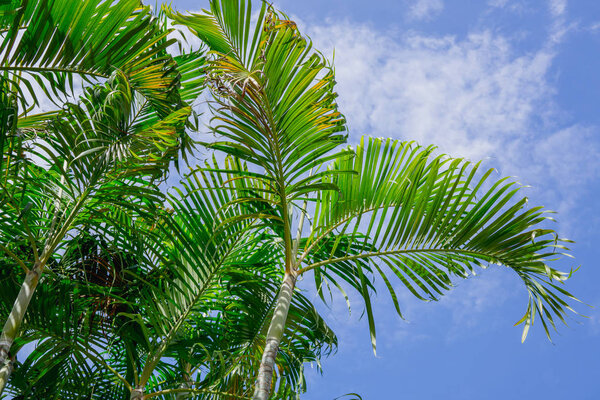 palm leaf and the blue sky with cloud background.