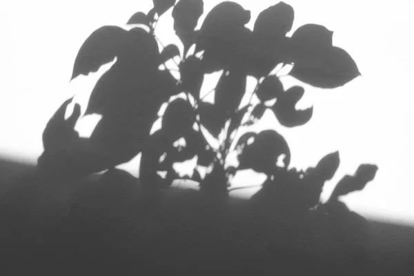 白墙上阴影叶子的抽象背景. — 图库照片