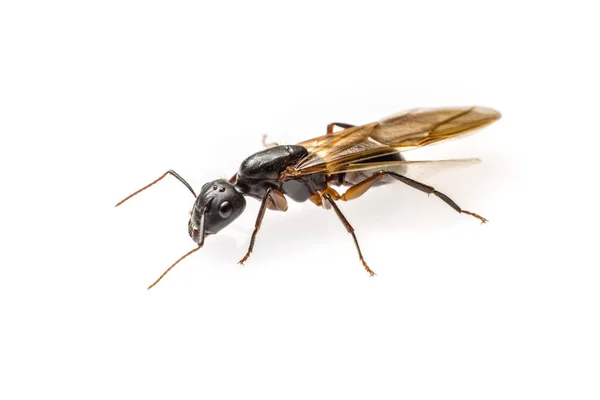 Летящий муравей изолирован на белом фоне. Крылатый плотник — стоковое фото