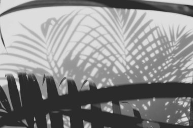 Beyaz duvardaki gölge palmiye yapraklarının soyut arkaplanı. 