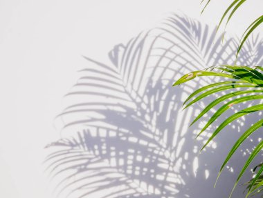 palmiye yaprağı ve beyaz bir duvar üzerinde gölgeler