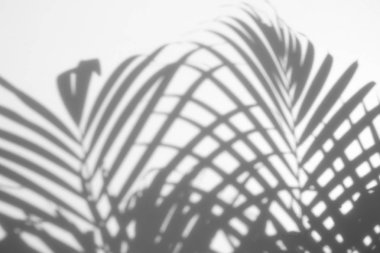 Beyaz duvardaki gölge palmiye yapraklarının soyut arkaplanı. 