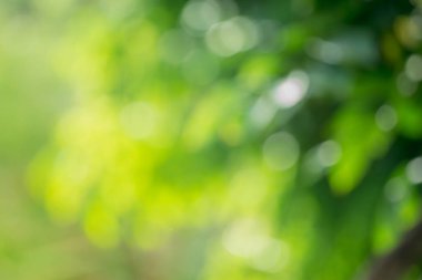 Soyut dairesel yeşil ağaç bokeh arka plan bulanıklık