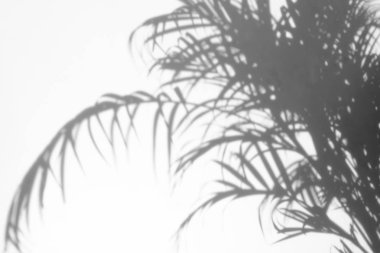 Beyaz duvardaki gölge palmiye yapraklarının soyut arkaplanı. 