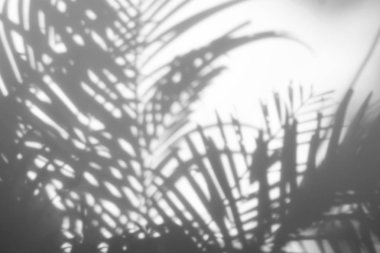 Beyaz duvardaki gölge palmiye yapraklarının soyut arkaplanı.