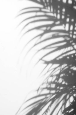 Beyaz duvardaki gölge palmiye yapraklarının soyut arkaplanı.