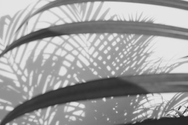 Beyaz duvardaki gölge palmiye yapraklarının soyut arkaplanı.