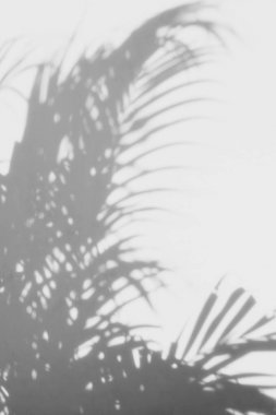 Beyaz duvardaki gölge palmiye yapraklarının soyut arkaplanı. 