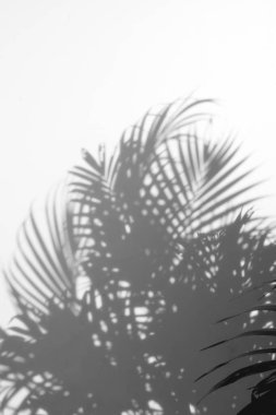 Beyaz duvardaki gölge palmiye yapraklarının soyut arkaplanı. 