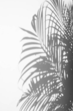Beyaz duvardaki gölge palmiye yapraklarının soyut arkaplanı. 
