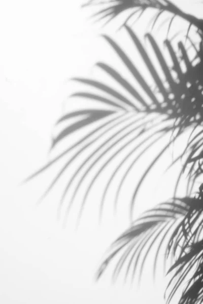 Fondo abstracto de sombras hojas de palma en una pared blanca . — Foto de Stock