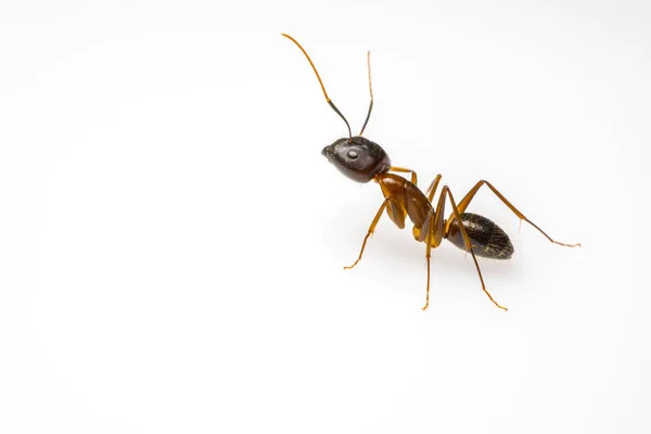 Formiga isolada em fundo branco e espaço de cópia para texto — Fotografia de Stock