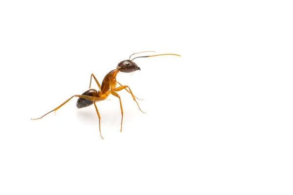 Beyaz arka plan ve kopya alanı metin için izole karınca — Stok fotoğraf
