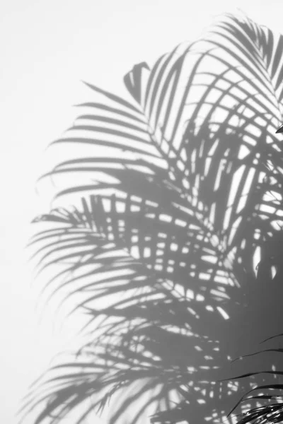 Abstract background of shadows palm leaves on a white wall. — Stock Photo, Image