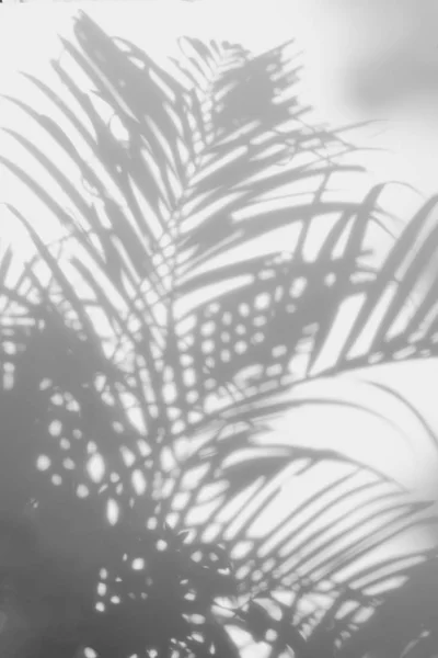 Abstract background of shadows palm leaves on a white wall. — Stock Photo, Image