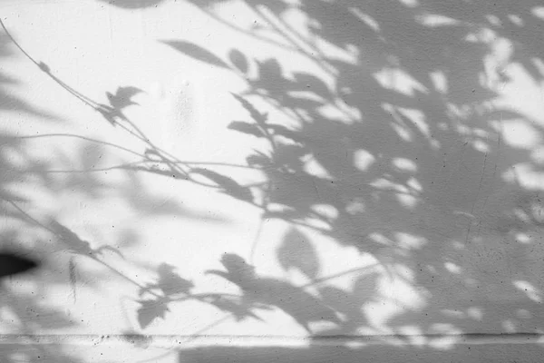Тени листья на белом бетонном грубом фоне текстуры стены — стоковое фото