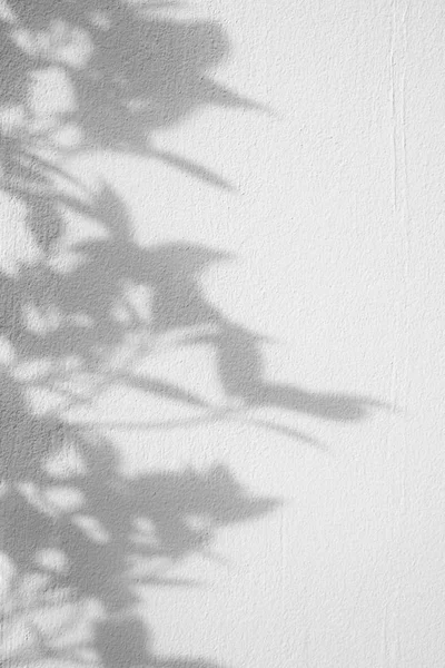 Gölgeler yaprak beyaz beton kaba doku duvar arka plan üzerinde