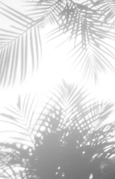 Abstraktní pozadí stínů palmové listy na bílé stěně. — Stock fotografie