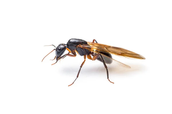 Beyaz arka plan üzerinde izole uçan karınca. Kanatlı marangoz karınca — Stok fotoğraf