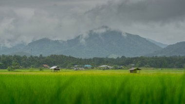 Asya pirinç tarlaları ve yağışlı sezon, ekimi Tayland ülkenin kulübede çiftçi. 