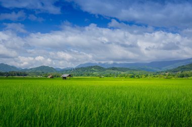 Asya pirinç tarlaları ve yağışlı sezon, ekimi Tayland ülkenin kulübede çiftçi.
