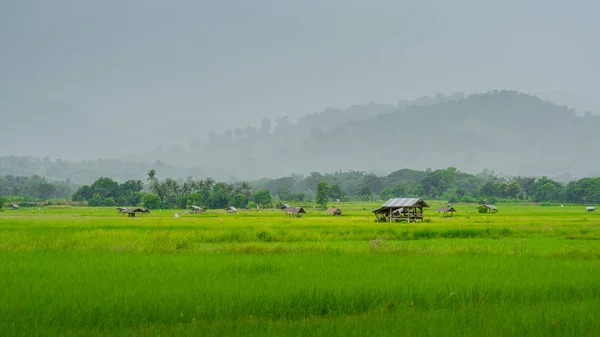Risaie asiatiche e capanna contadina nella stagione delle piogge, coltivazione nel paese della Thailandia . — Foto Stock