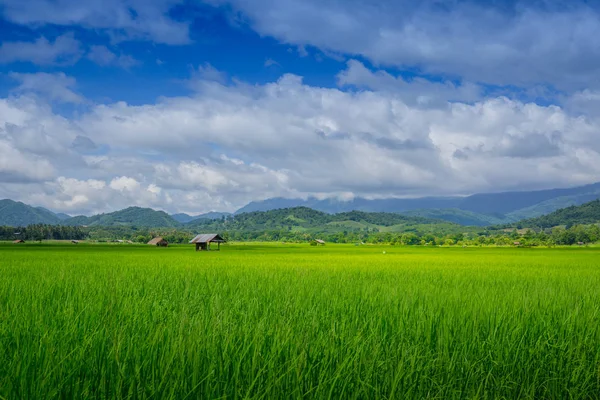 Asian rice fields and farmer hut in rainy season, cultivation in the Thailand country. — Stock Photo, Image