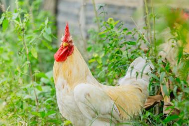 portre beyaz horoz (tavuk) grubundaki'nın bahçesinde kapatın