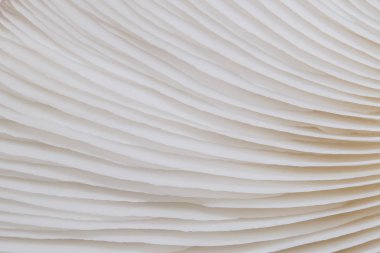 Sajor-caju mantar bitkilerin soyut doğa arka plan makro. Fikir tasarım doku desen kavramı doğal veya duvar kağıdı kullanarak.